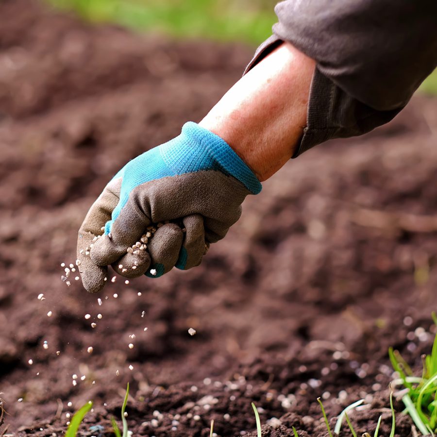 Hand spreading phosphate granules illustrating downstream fertilizer application and value chain impact
